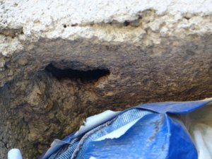 Eşek arıları, Kozan’da arıcıların ve vatandaşların kabusu oldu