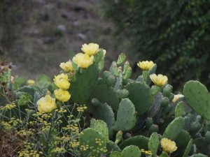 Dikenli kaktüs inciri şifa deposu