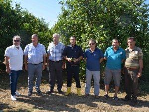 Narenciye üreticisi destek bekliyor