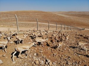 Urfa dağlarındaki ceylanlar havadan görüntülendi