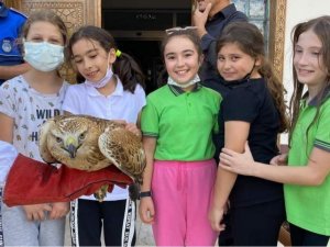 Kızıl şahine çocuk ilgisi