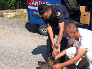 Yaralı kartalın yardımına jandarma koştu
