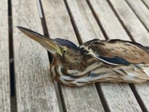 Nesli tükenmek üzere olan balaban kuşu yaralı halde bulundu