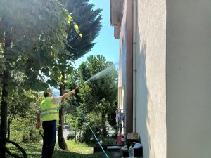 Amerikan beyaz kelebeği ile mücadele sürüyor