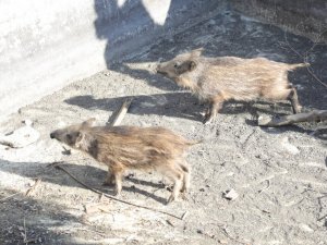 Sulama havuzuna düşen domuzları belediye ekipleri kurtardı
