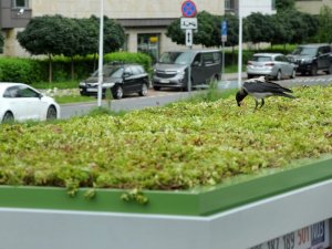 Polonya’da otobüs duraklarının çatılarına “mini bahçe” yapıldı