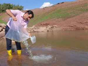 Osmaniye’de Aslantaş ve Kalecik barajlarına yavru sazan balığı bırakıldı