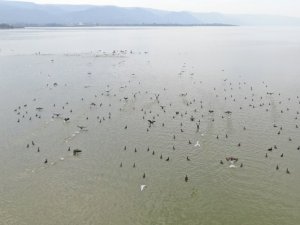 Binlerce kuşa ev sahipliği yapan Uluabat’ta çember daralıyor