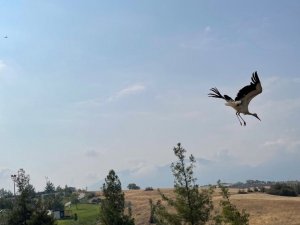 Tedavileri tamamlanan yaban dostları doğal yaşama kanat çırptı