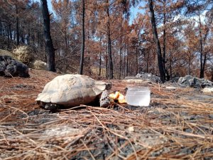 Yemeklerini yangından sağ kurtulan hayvanlarla paylaştı