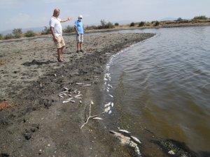İzmir’de kıyıya vuran binlerce balığın ölümü endişelendirdi