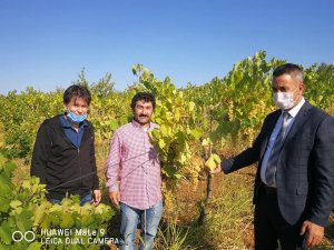 "Bağcılıkta Tarımsal Üretimin Artırılması" projesi hayata geçti