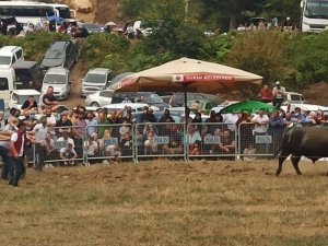 Bursa’da boğa güreşleri İspanya arenalarını aratmadı