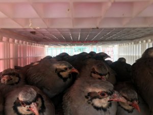 2 bin 675 adet Kınalı Keklik doğaya salındı