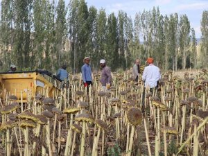 Çayırlı’da "Doğanın sarı gelini" ayçiçeğinde hasat başladı