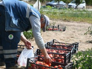 Mamak’ta ata tohumlarının ilk hasadı yapıldı