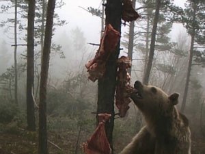 Karnını doyurmaya çalışan ayının komik hareketleri gülümsetti
