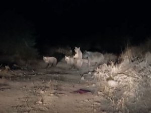 Tunceli’de ayılar çöplükte yiyecek aradı