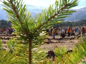 Yılsonuna kadar Erzincan’da 795 bin fidan dikilecek