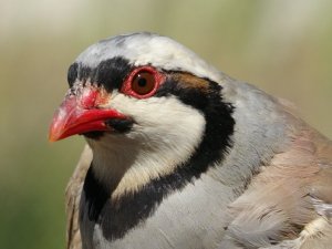Av yasağında alınan önlemler kekliklerin popülasyonunu arttırdı