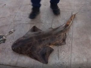 Oltaya takılan nesli tükenme tehlikesi altında olan balık denize bırakıldı