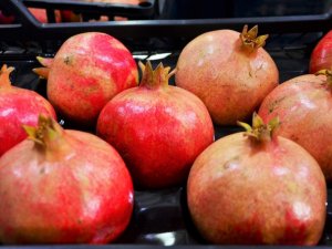 Denizli’de turfanda nar hasadı başladı