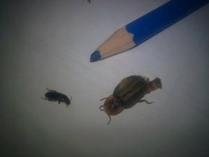 Kulaktan çıkan davetsiz misafirler, görenleri şaşırtıyor