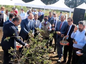 Yalova’da Aronya Hasat Şenliği