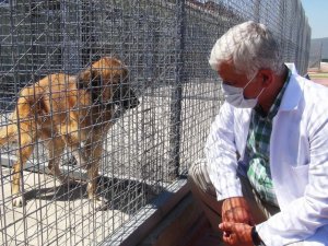 Kedi ve köpeklere mikroçip