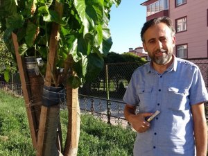 İmam 20 yıldır doğada gördüğü meyve ağaçlarını aşılıyor