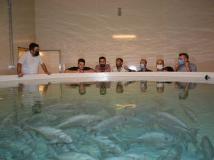 Toprak havuzda balık yetiştiren tesise teknik gezi düzenlendi