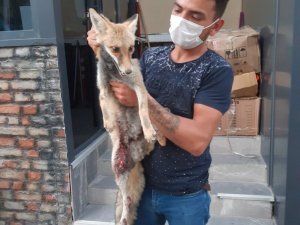 Eskişehir’de yaralı halde bulunan tilki kurtarılamadı