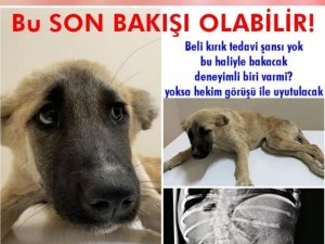 Aracın çarptığı yavru köpeğe hayvan koruma dernekleri sahip çıktı