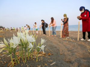 Kum zambaklarına şeritli ve levhalı koruma