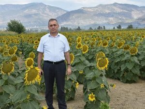 Aydın’da ayçiçeği üretiminde başarı sağlandı