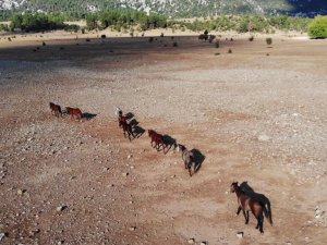 Yangından etkilenen Antalya’nın vahşi güzelliği ’yılkı atları’ yaşam alanlarına geri döndü