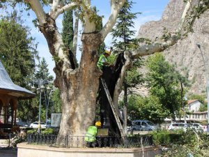 Amasya’daki 535 yıllık ikiz çınarlara bakım ve restorasyon yapıldı
