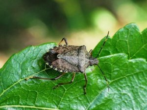 Kahverengi kokarcaya tuzak