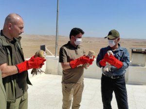 Tedavisi tamamlan peçeli baykuşlar doğaya salındı