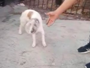 Haylaz köpeğin kafası bidona sıkıştı