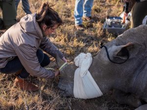 Gergedanları korumaya yönelik Rhisotope Projesi’nde ilk aşama tamamlandı