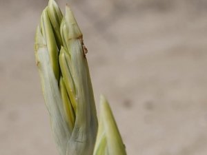 Çeşme’deki kum zambakları çiçek açtı: Koparmanın cezası 80 bin TL