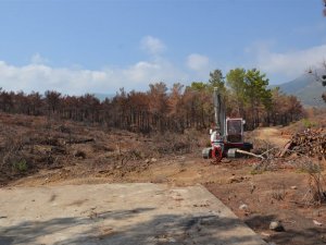 Mersin’de yanan ormanlık alanlar ağaçlandırılacak