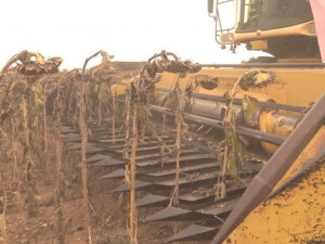 Kırklareli’nde ayçiçeği hasadı sona eriyor