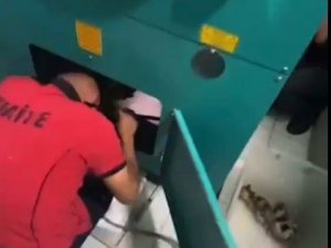 Sesi duydular, anne ve yavru kedileri kurtardılar