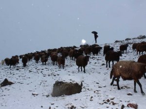 Yaylalardan indirilmeye başlanan koyun sürüsü kar, tipiye yakalandı