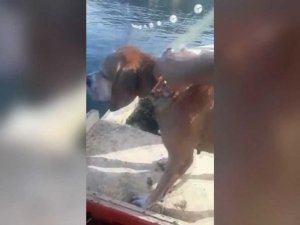 - Denizde boğulmak üzere olan köpeği balıkçılar son anda kurtardı