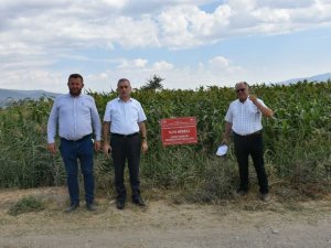 Az su isteyen Dane ve Şeker Sorgum’da hasat zamanı