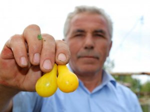 Armut değil domates