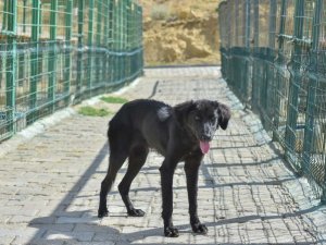 Büyükşehir ve ilçe belediyeler sokak hayvanları için el ele